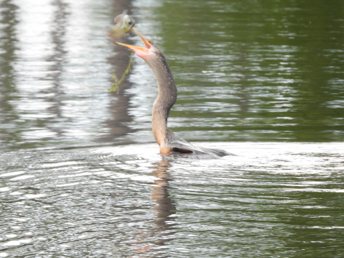 Anhinga - ML647075986