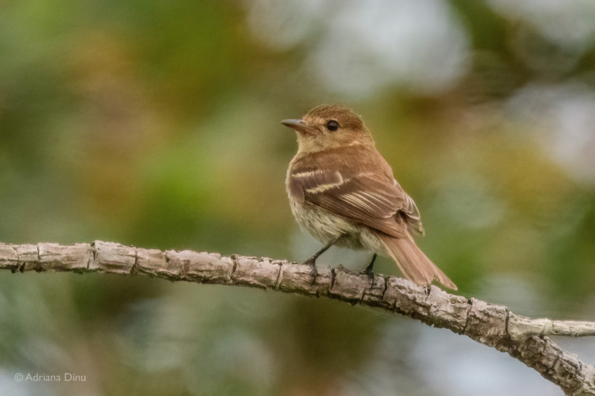 Bran-colored Flycatcher - ML647075987