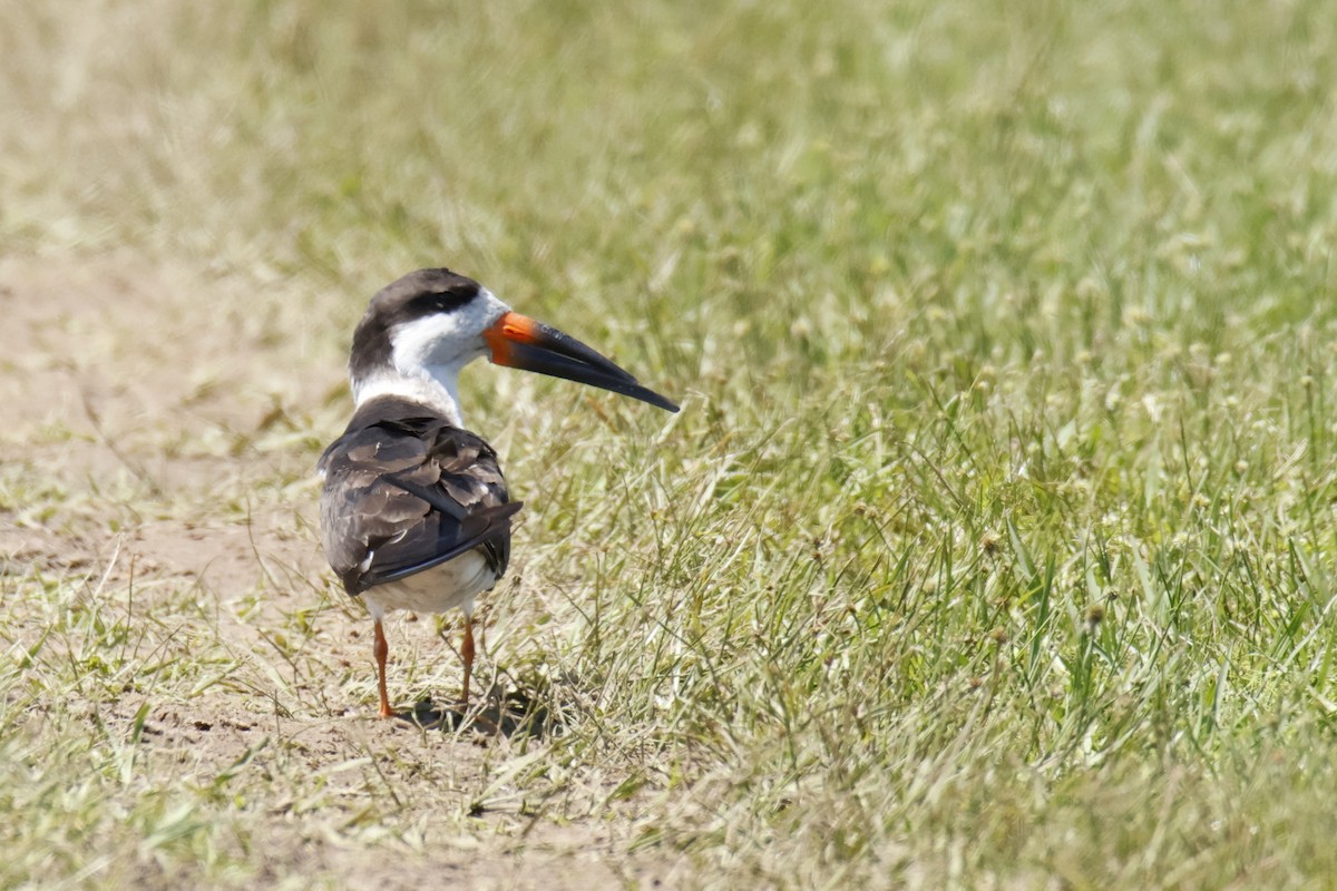 Black Skimmer - ML647076003