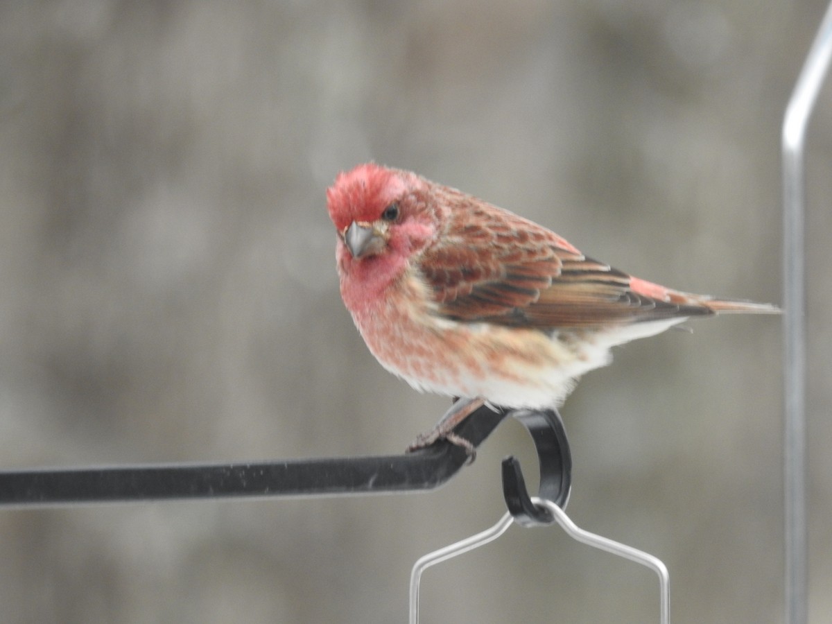 Чечевиця кармінова - ML647076009