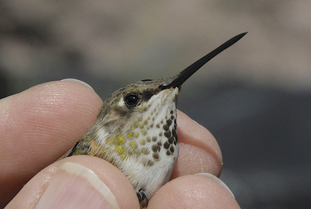 Calliope x Rufous Hummingbird (hybrid) - ML647076025