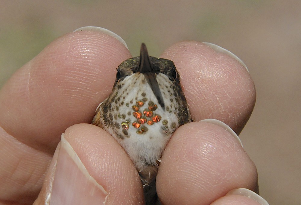 Calliope x Rufous Hummingbird (hybrid) - ML647076038