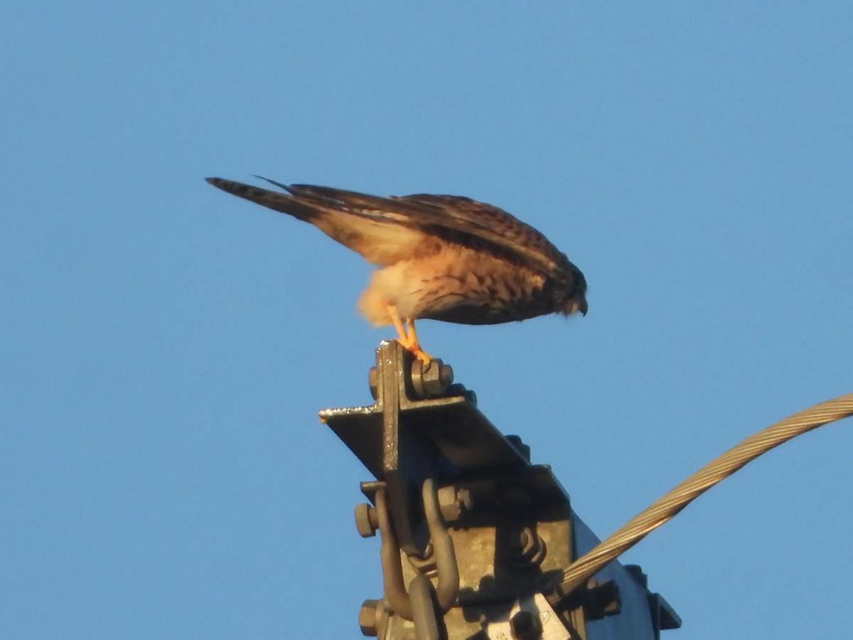 בז מצוי - ML647076041