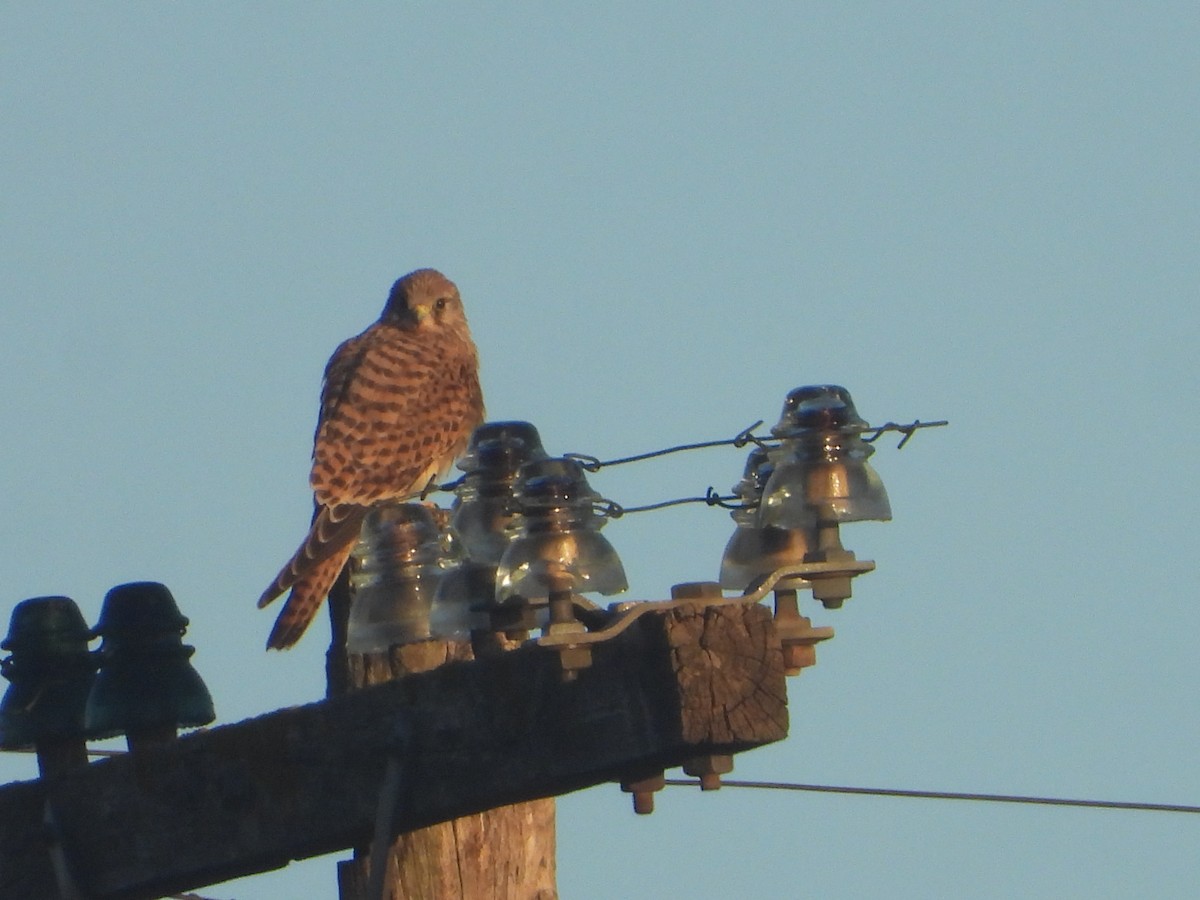 בז מצוי - ML647076042