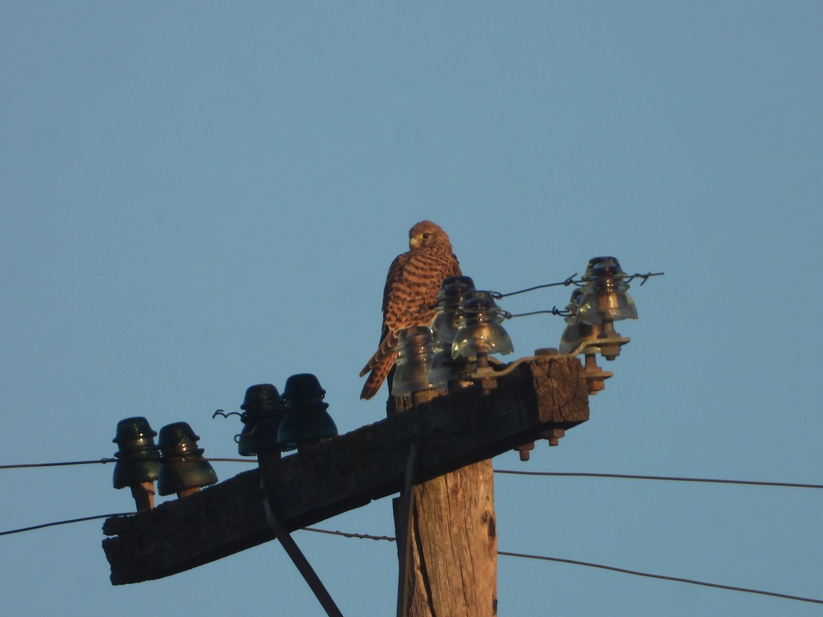 בז מצוי - ML647076043