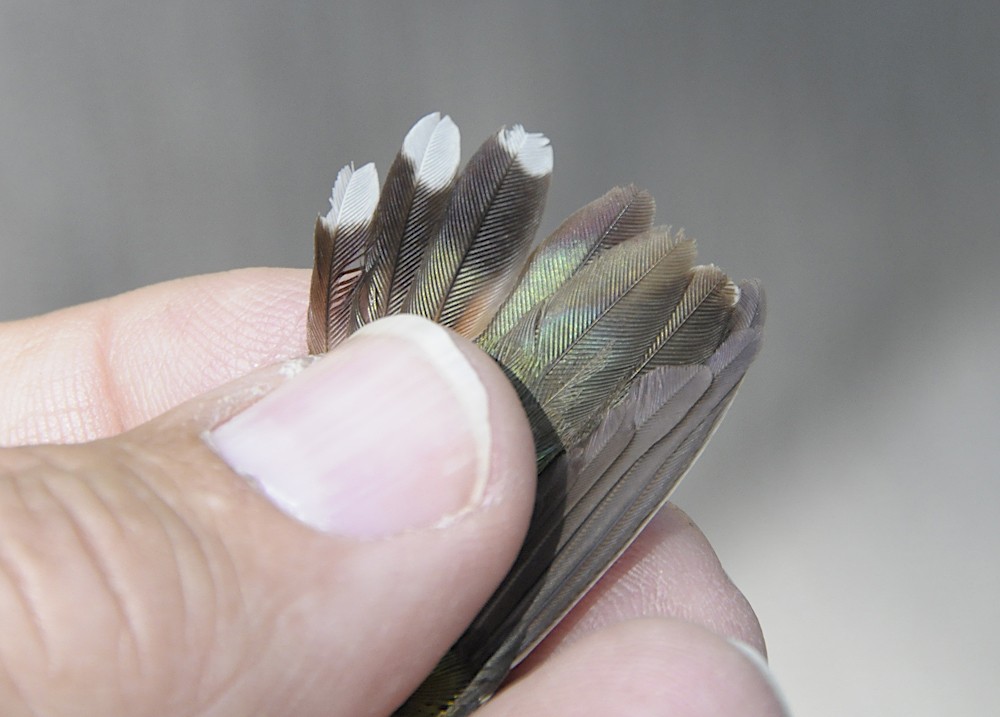 Calliope x Rufous Hummingbird (hybrid) - ML647076044