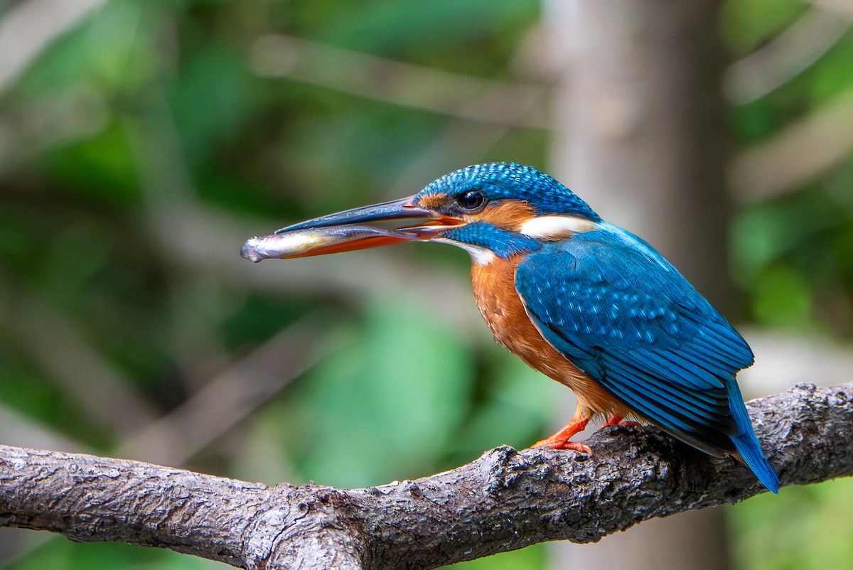 Рибалочка блакитний - ML647076046