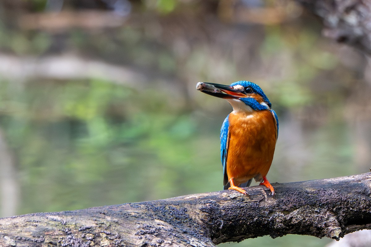 Рибалочка блакитний - ML647076048