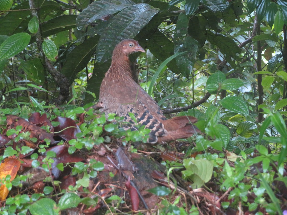 Sri Lanka Junglefowl - ML647076050