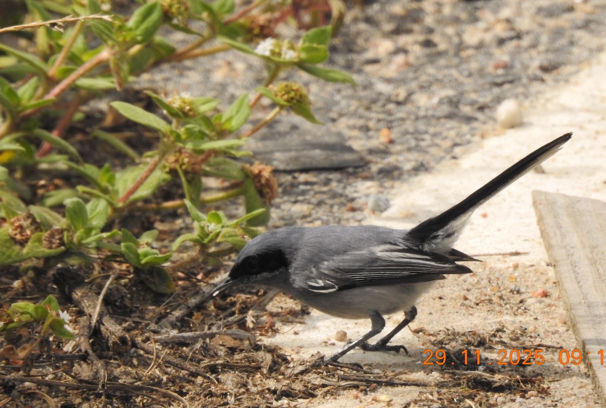 leskot škraboškový - ML647076052