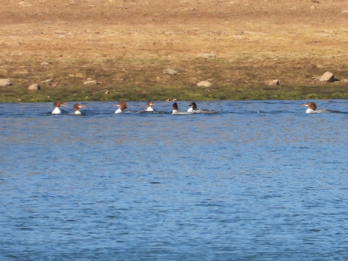 Common Merganser - ML647076076