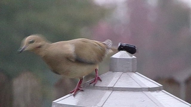 Mourning Dove - ML647076077