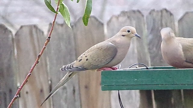 Mourning Dove - ML647076078