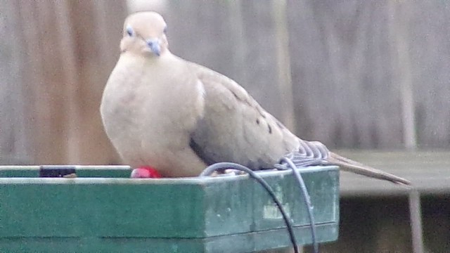 Mourning Dove - ML647076079