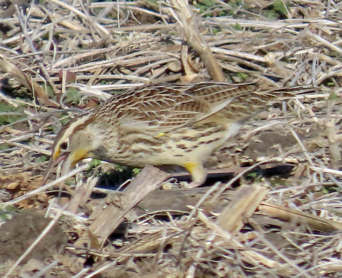 Western Meadowlark - ML647076081