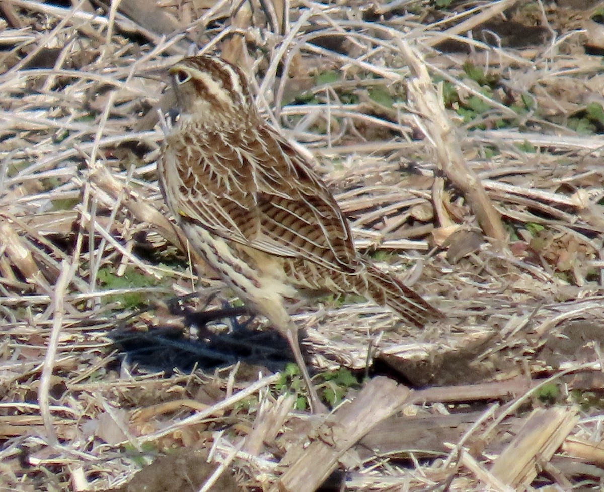 Western Meadowlark - ML647076082