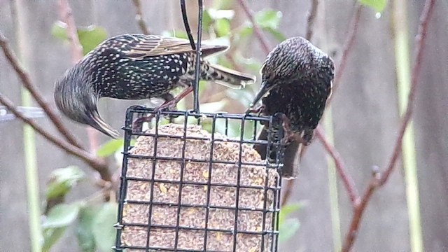 European Starling - ML647076089