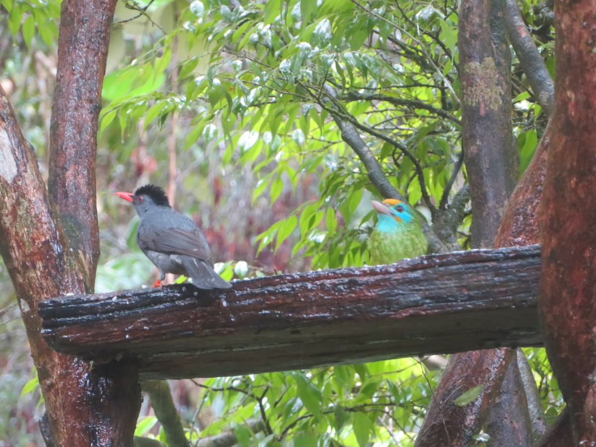 Square-tailed Bulbul - ML647076092
