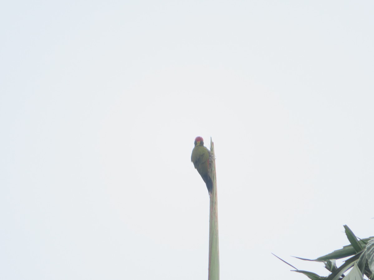 Жовна мала - ML647076109