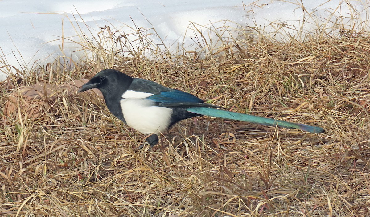 straka americká - ML647076114