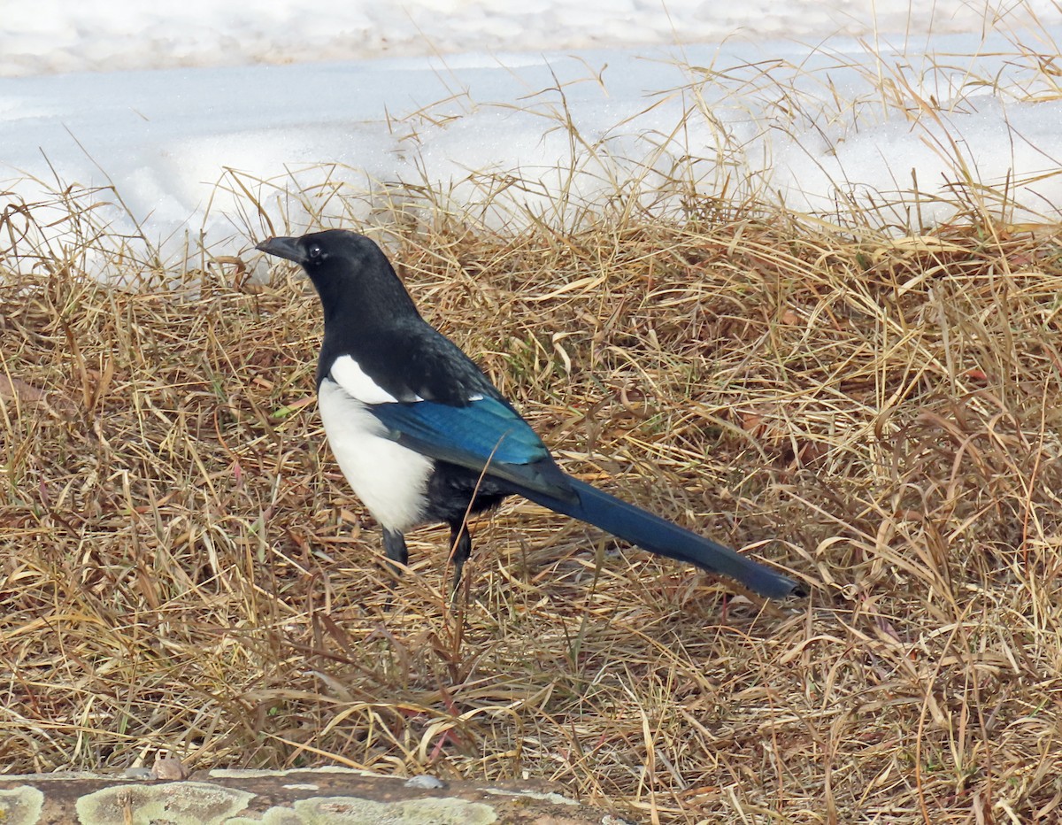 straka americká - ML647076115