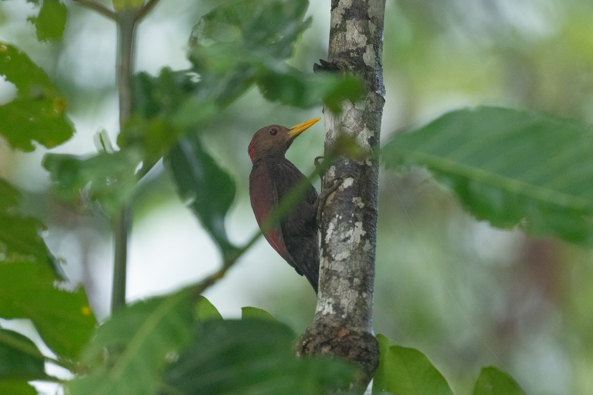 Maroon Woodpecker - ML647076116