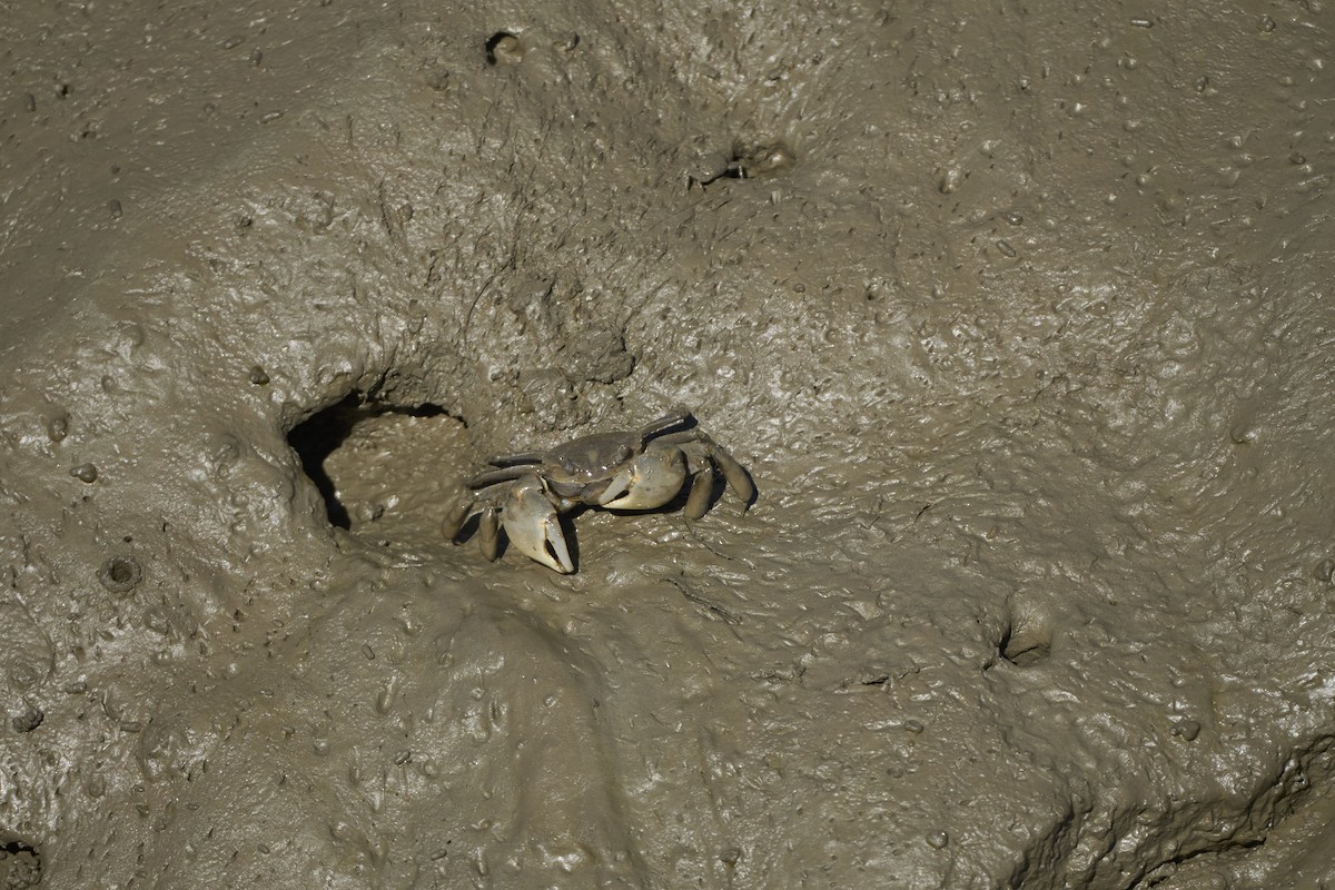 Animals - ML647076124