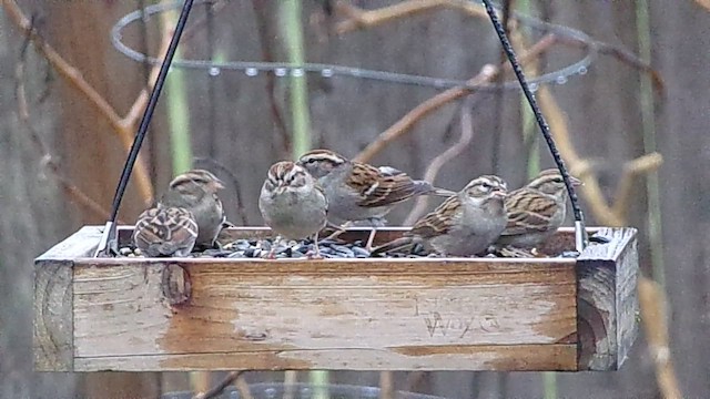 Chipping Sparrow - ML647076127
