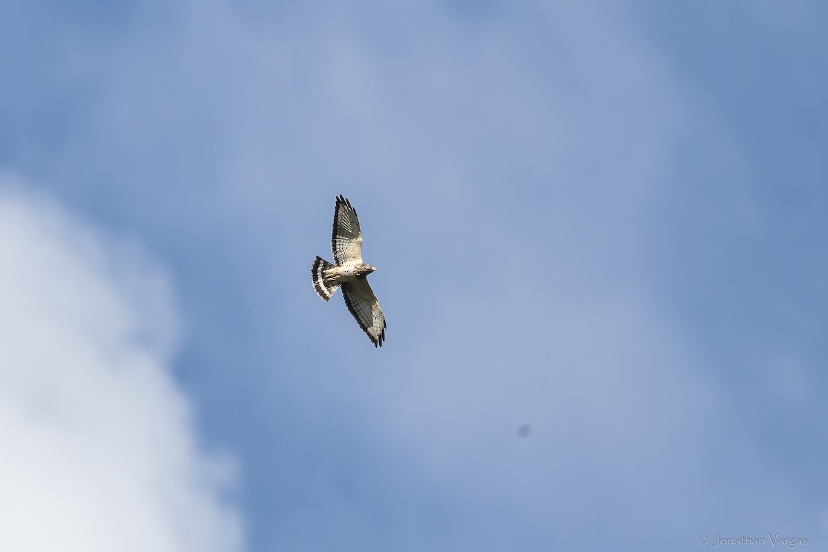 Broad-winged Hawk (Northern) - ML647076129