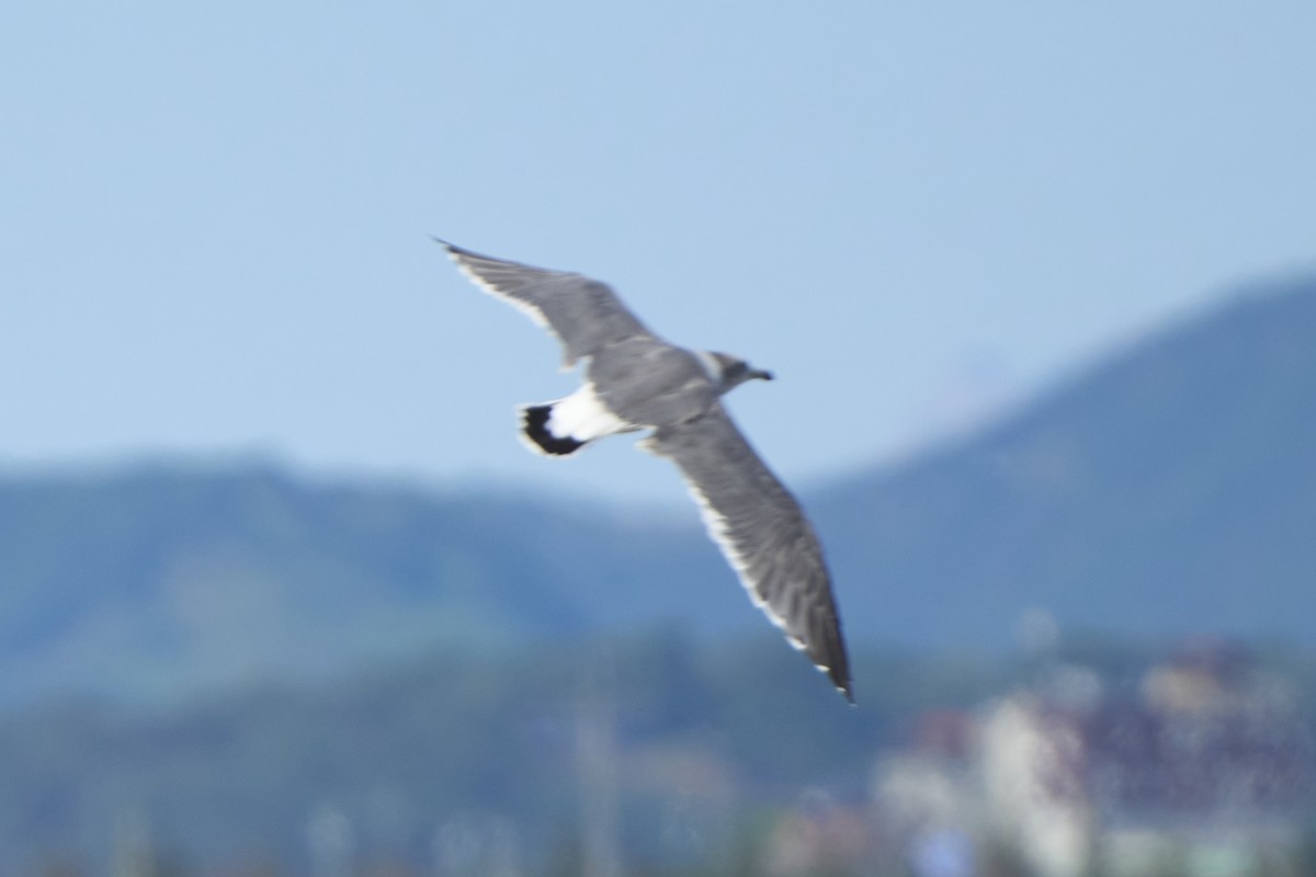 Black-tailed Gull - ML647076130