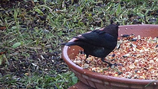 Brown-headed Cowbird - ML647076131