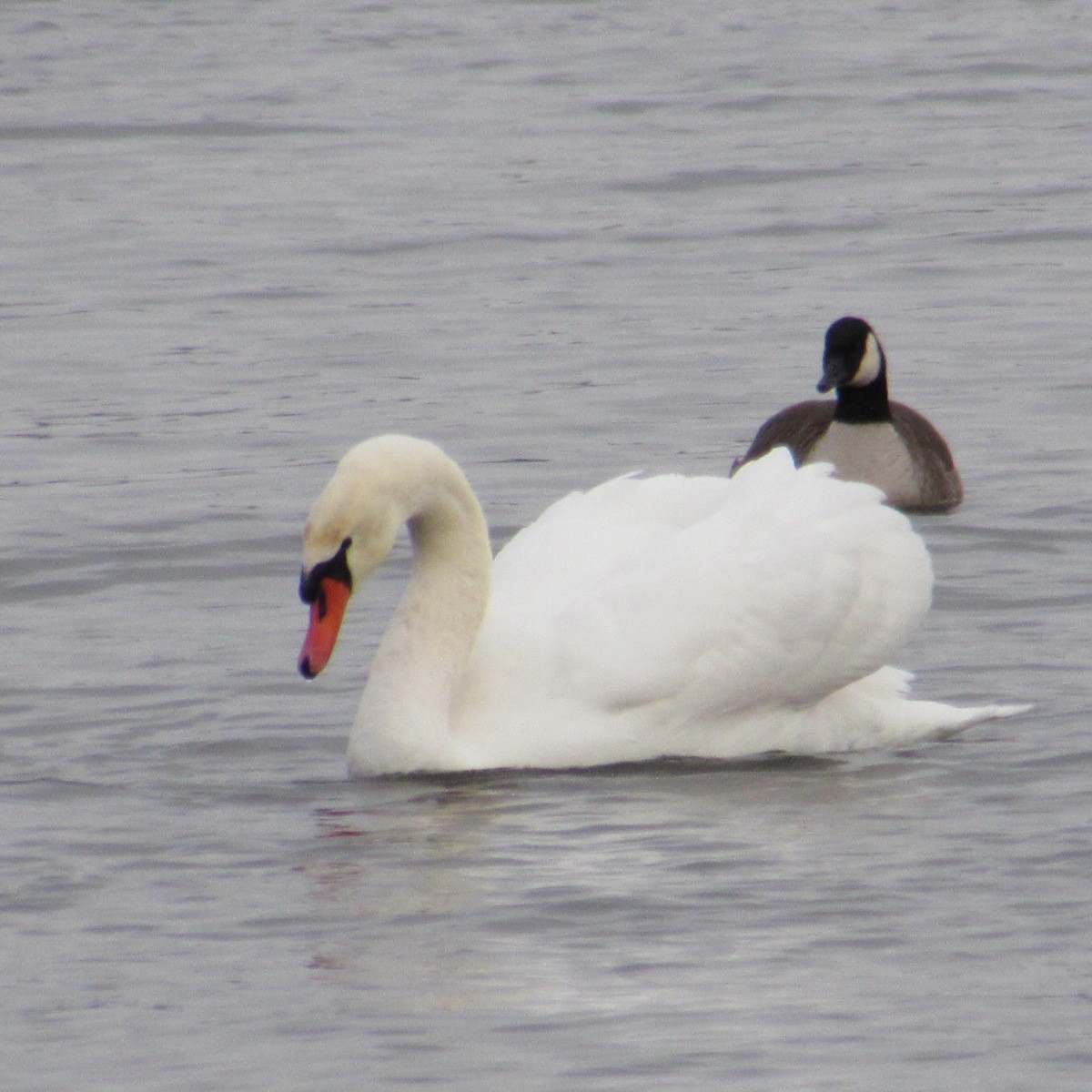 Лебідь-шипун - ML647076140