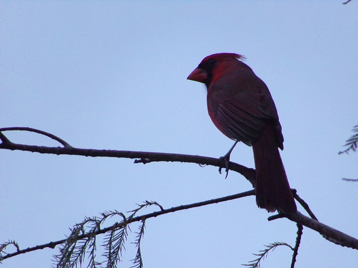 Northern Cardinal - ML647076142
