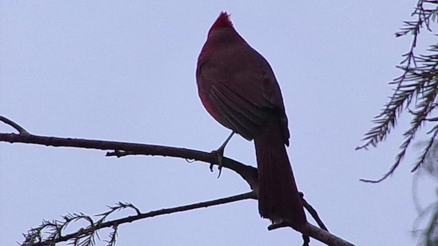 Northern Cardinal - ML647076143