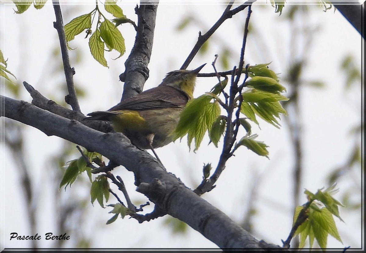 Paruline à couronne rousse - ML647076146