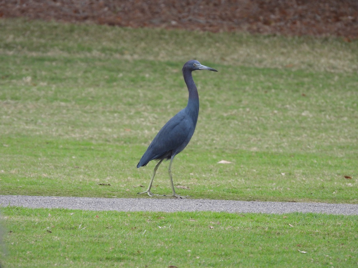 Little Blue Heron - ML647076157