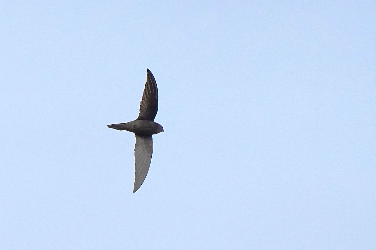 kanariseiler - ML647076165