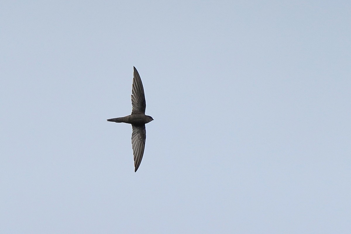 kanariseiler - ML647076166