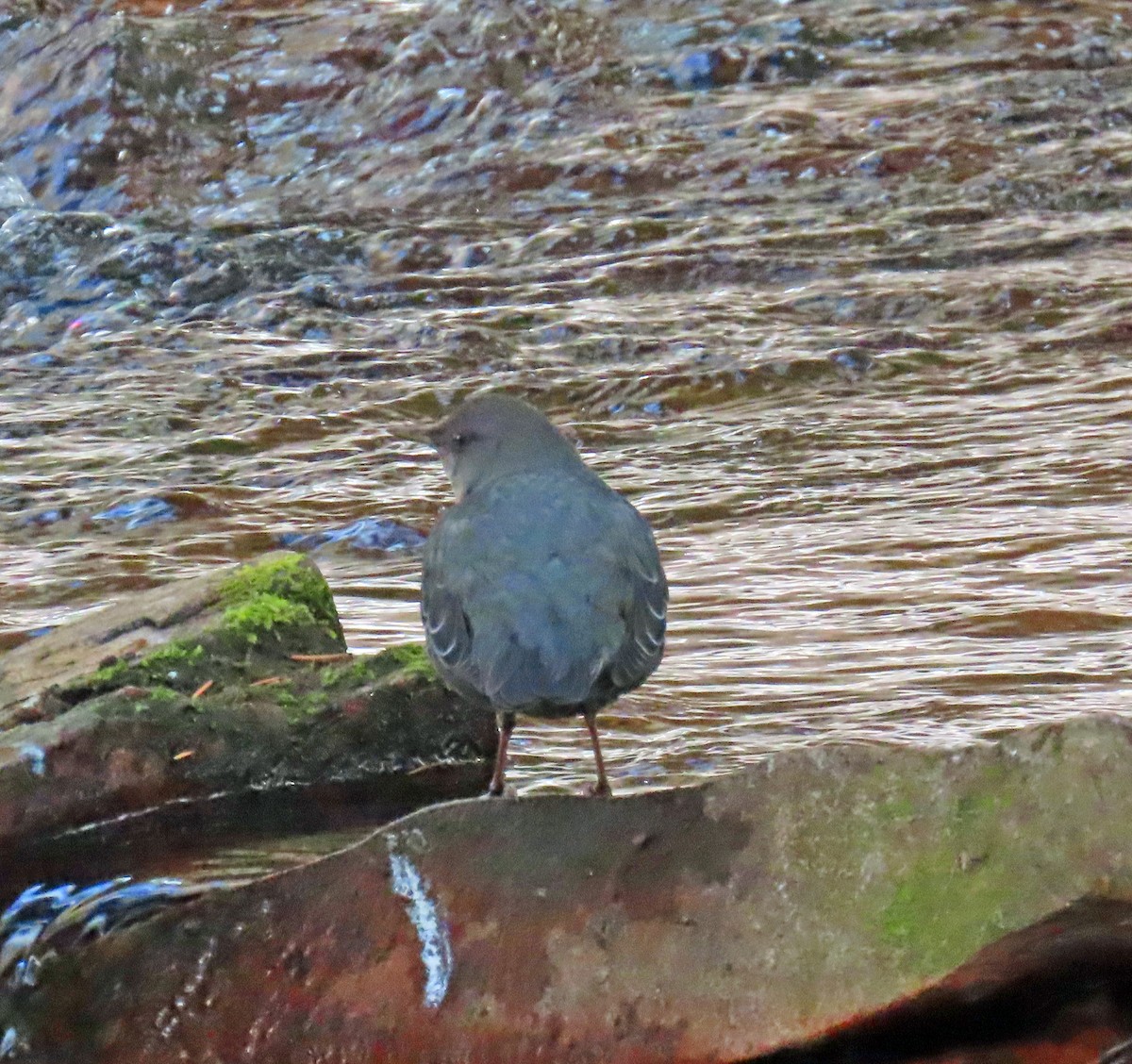 American Dipper - ML647076170