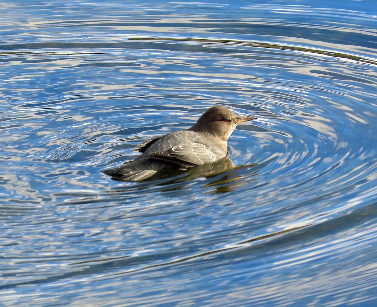 American Dipper - ML647076171