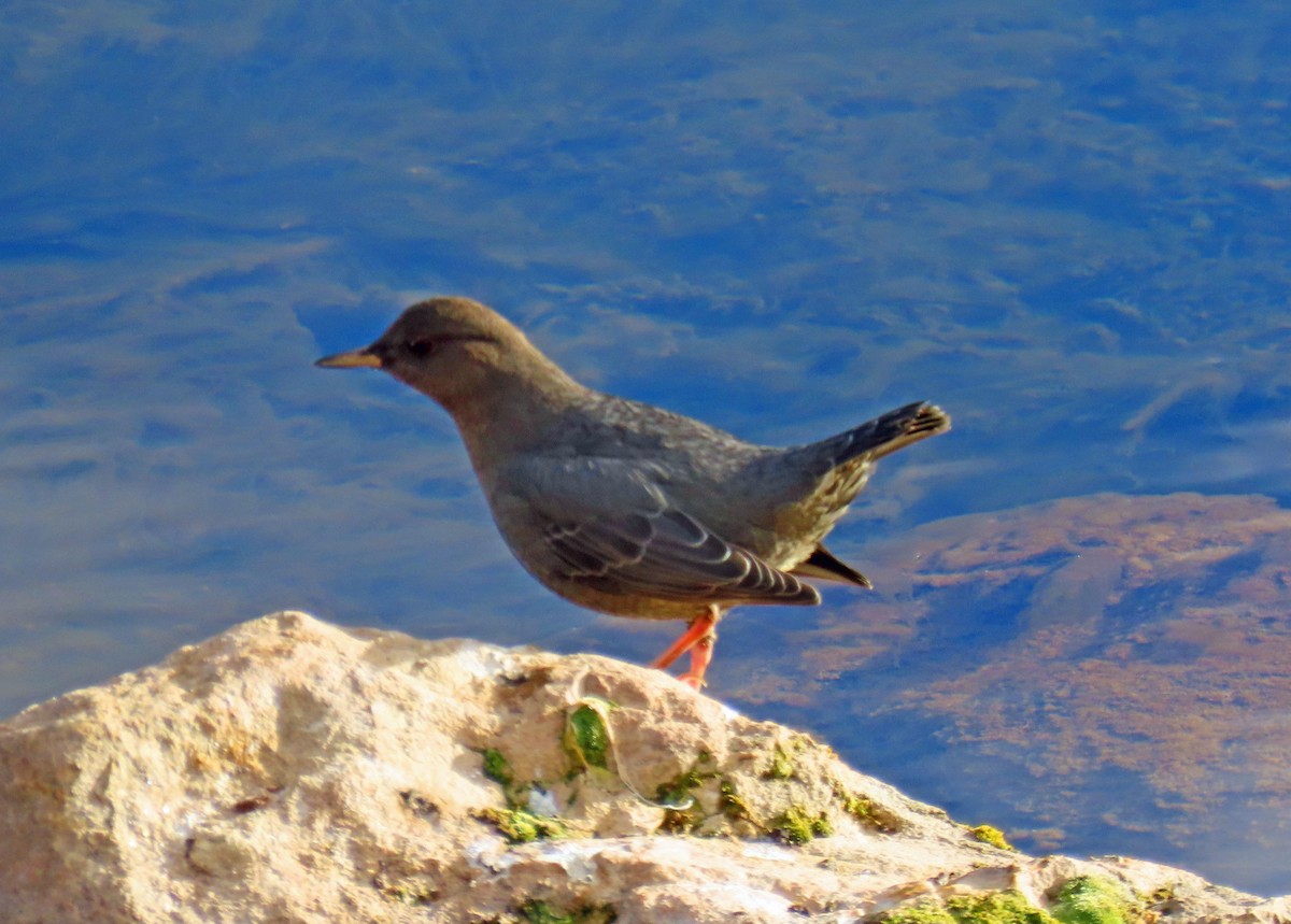 American Dipper - ML647076172
