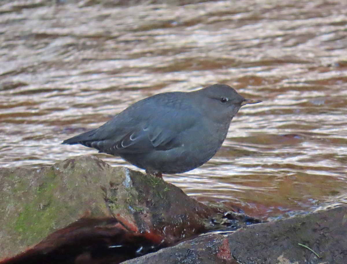 American Dipper - ML647076173