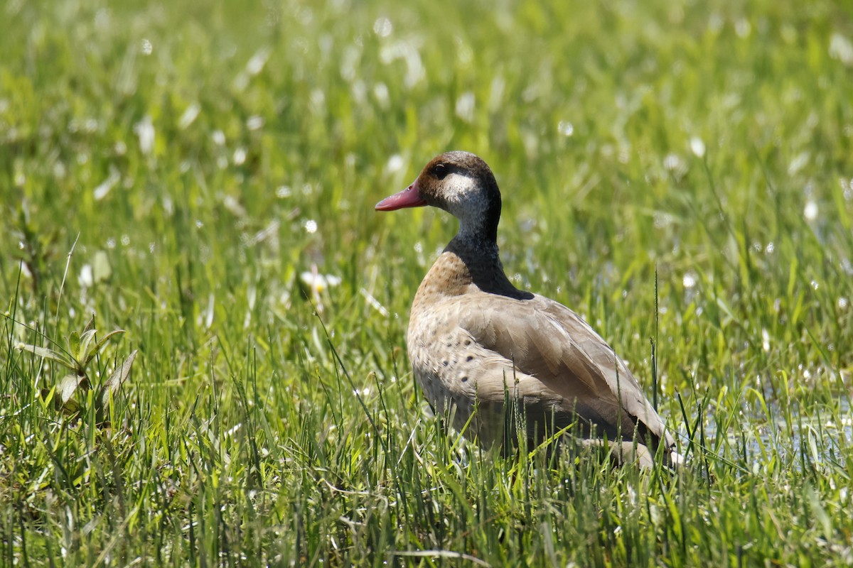 Brazilian Teal - ML647076176