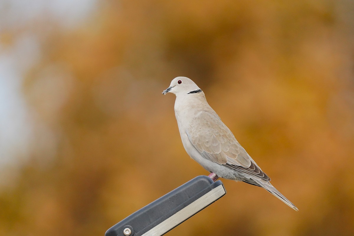 Eurasian Collared-Dove - ML647076180