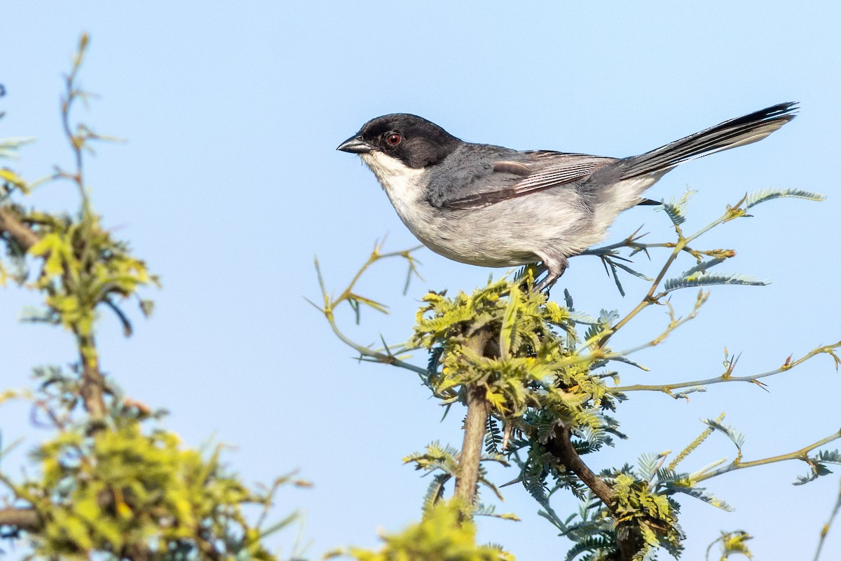 Black-capped Warbling Finch - ML647076184