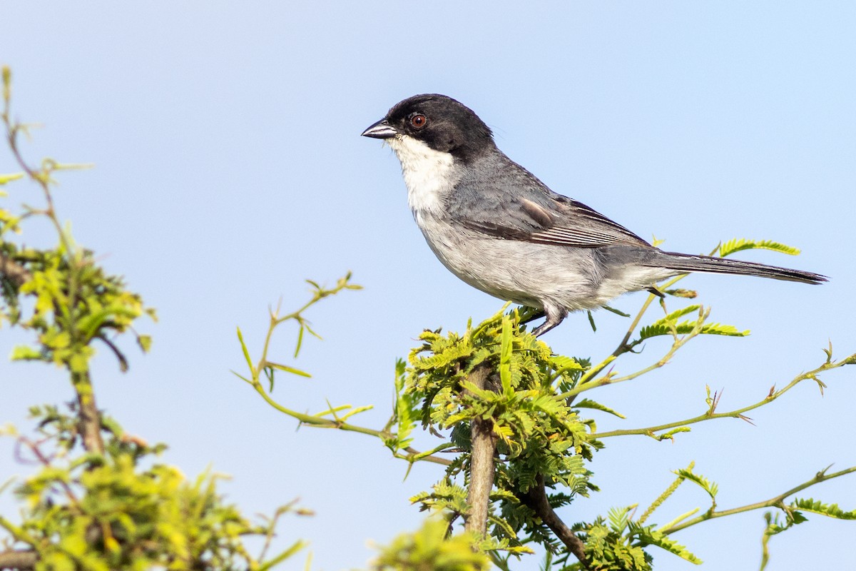 Black-capped Warbling Finch - ML647076185