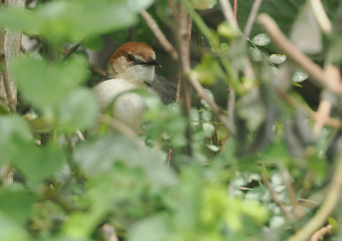 Singing Cisticola - ML647076187