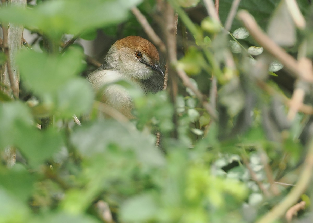 Singing Cisticola - ML647076188