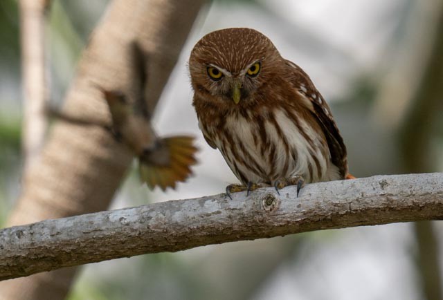 Ferruginous Pygmy-Owl - ML647076189