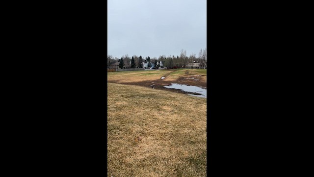 Black-billed Magpie - ML647076190